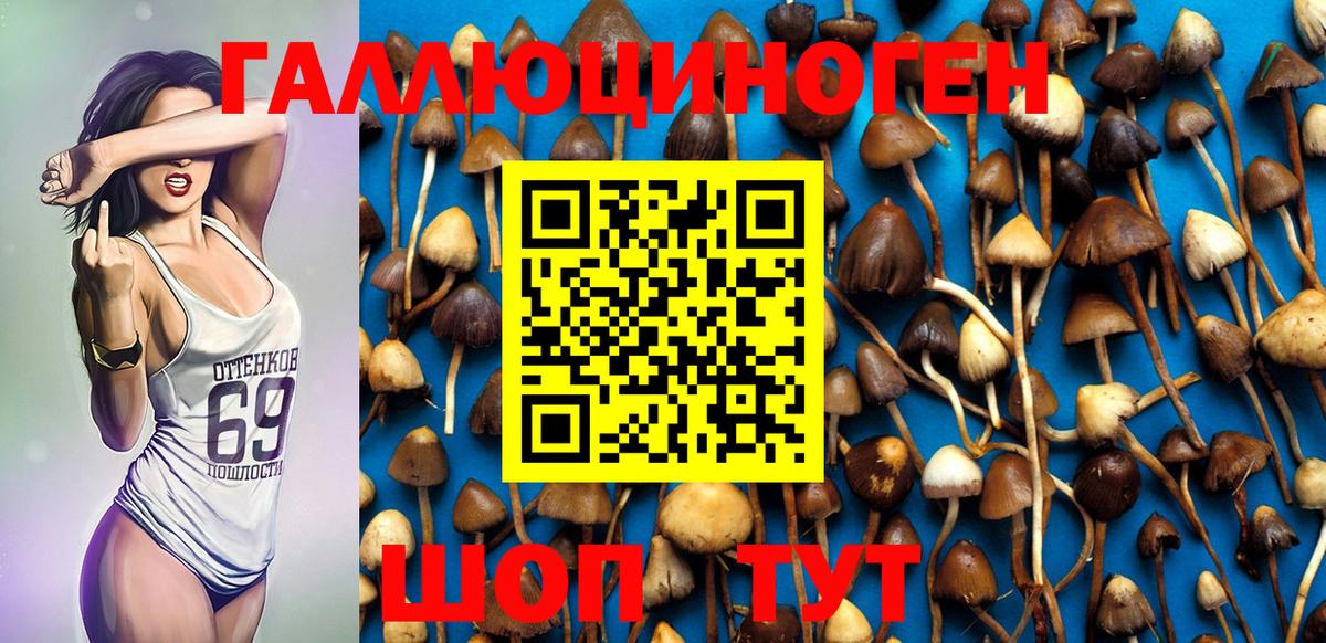 Псилоцибиновые грибы Psilocybe Ижевск